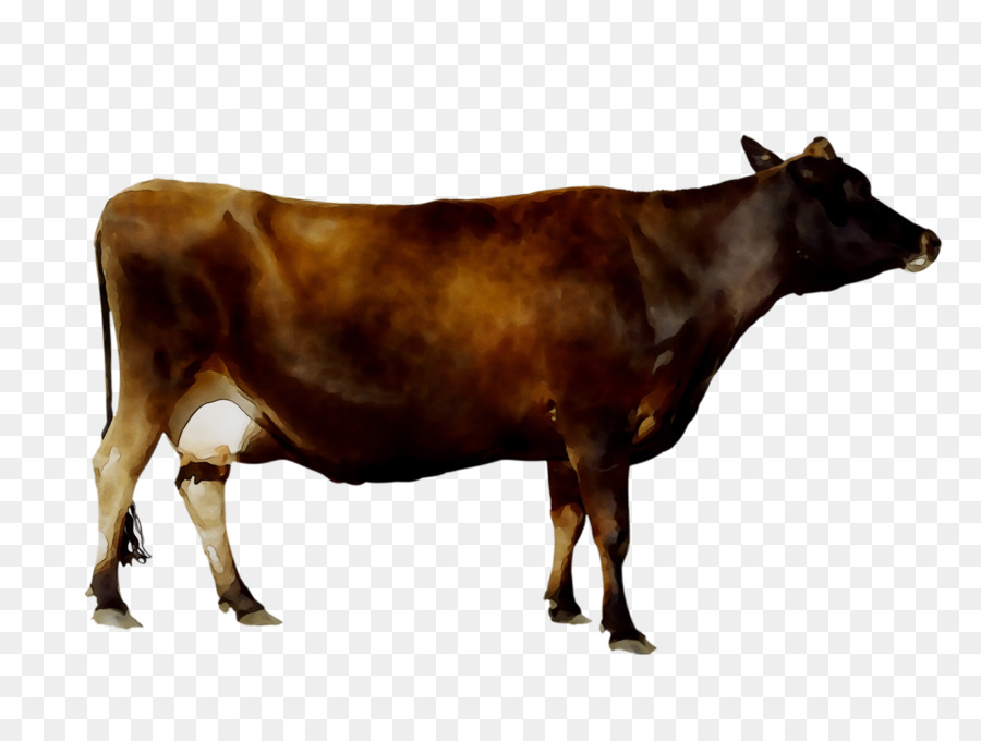 Dairy cattle Calf Taurine cattle Scalable Vector Graphics -  png download - 2037*1523 - Free Transparent Dairy Cattle png Download.