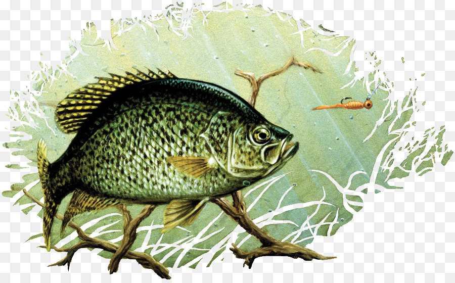 Black crappie Drawing Painting Largemouth bass Art - sand dust png download - 900*556 - Free Transparent Black Crappie png Download.