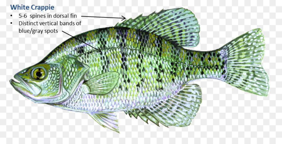 White crappie Black crappie Perch Tilapia Fishing - Fishing png download - 938*471 - Free Transparent White Crappie png Download.