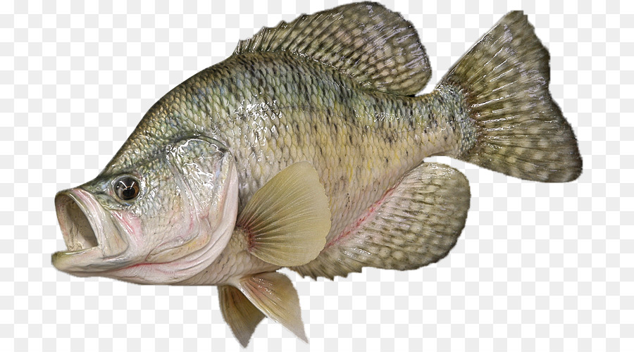 Tilapia Bass White crappie Perch Black crappie - Fishing png download - 756*498 - Free Transparent Tilapia png Download.