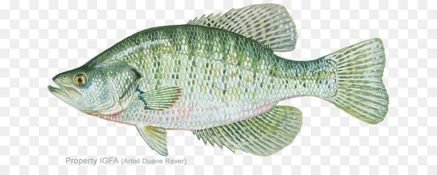 White crappie Black crappie White perch Fishing Bass - Fishing png download - 720*360 - Free Transparent White Crappie png Download.