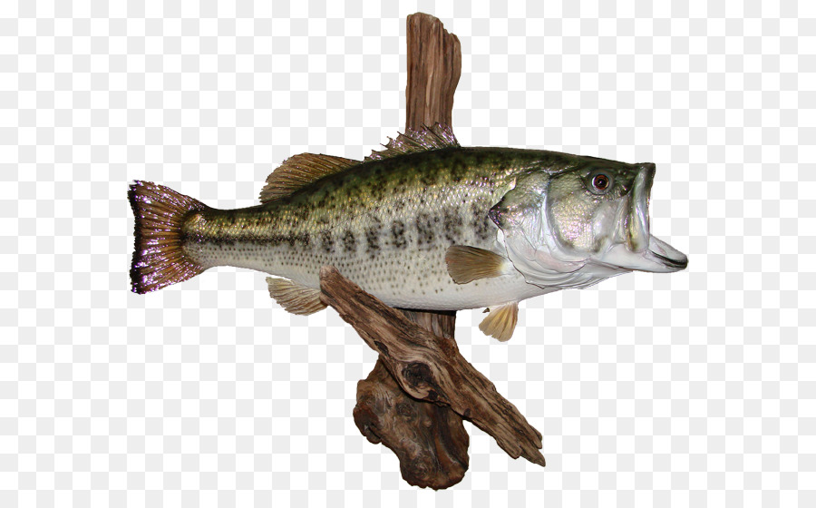 Largemouth bass AZ Wildlife Creations Black crappie Perch - wildlife png download - 650*555 - Free Transparent Bass png Download.