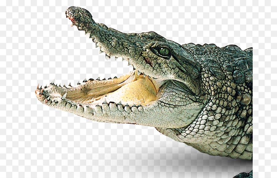 Crocodiles Gharial Clip art - crocodile png download - 742*580 - Free Transparent Crocodile png Download.