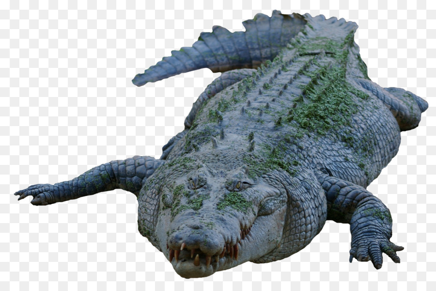 Nile crocodile American alligator - Crocodile png download - 1800*1182 - Free Transparent Crocodile png Download.