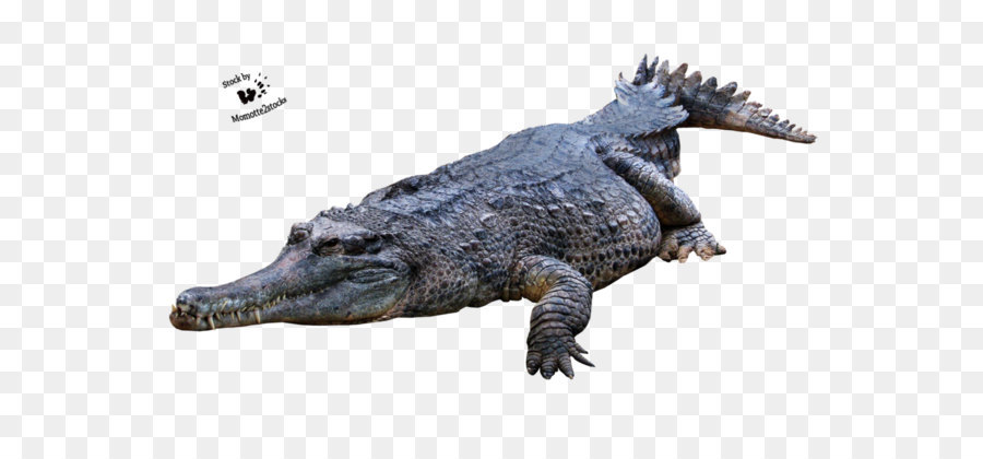 Crocodiles American alligator - Crocodile Png Picture png download - 1124*710 - Free Transparent Crocodile png Download.