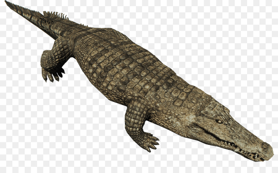Crocodiles Nile crocodile American alligator Animal - deer png download - 1080*672 - Free Transparent Crocodile png Download.