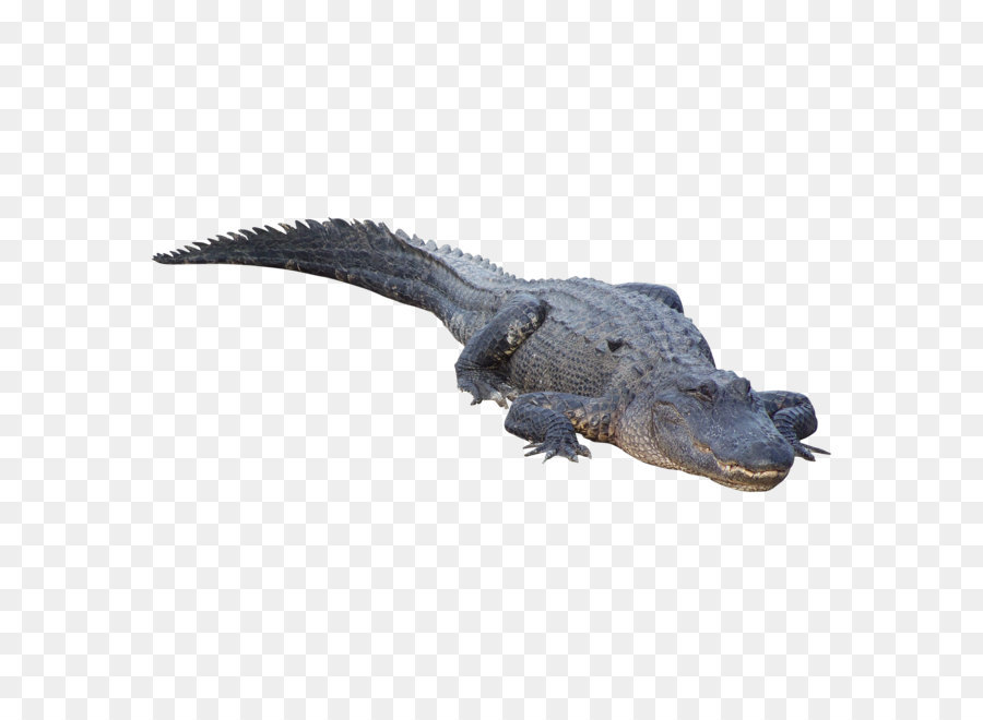 Crocodile clip Alligator - Crocodile PNG png download - 4200*4200 - Free Transparent Crocodile png Download.