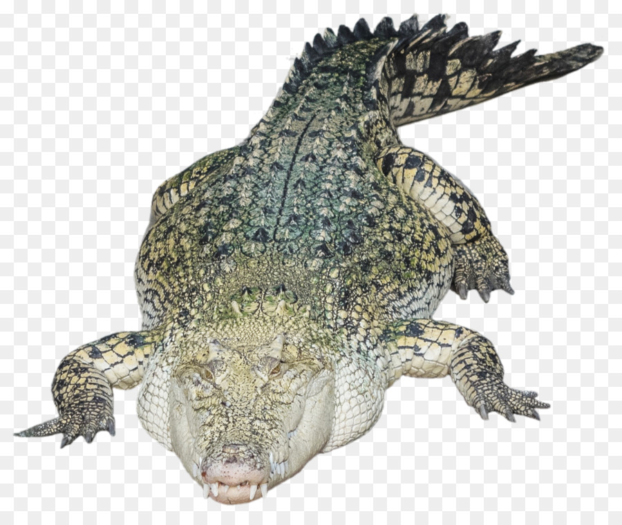 Nile crocodile Alligator - Alligator PNG Photo png download - 1500*1250 - Free Transparent Crocodile png Download.