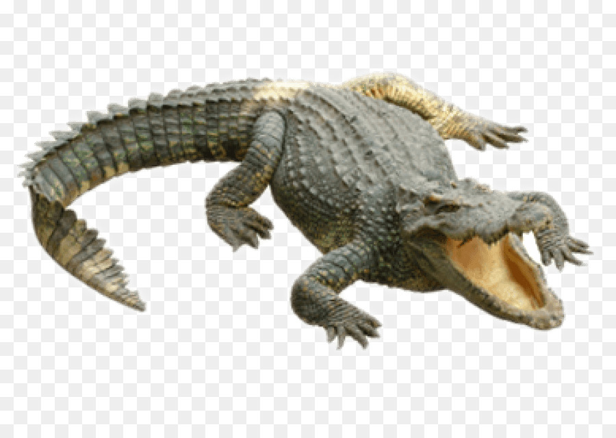 Crocodiles Alligators Clip art - COCODRILO png download - 850*637 - Free Transparent Crocodile png Download.