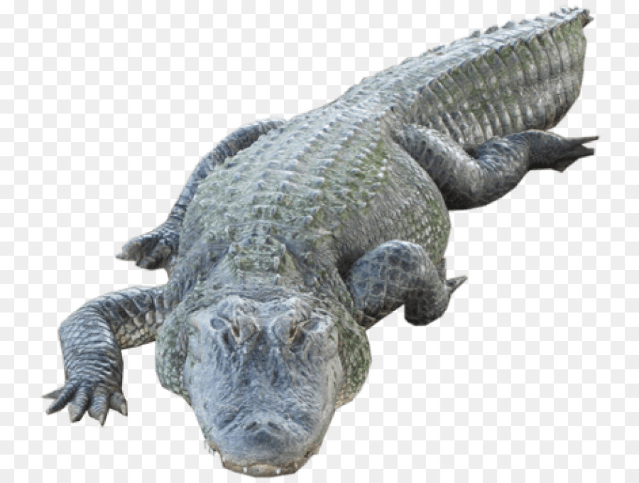 American alligator Nile crocodile Portable Network Graphics Clip art - crocodile png download - 850*679 - Free Transparent American Alligator png Download.