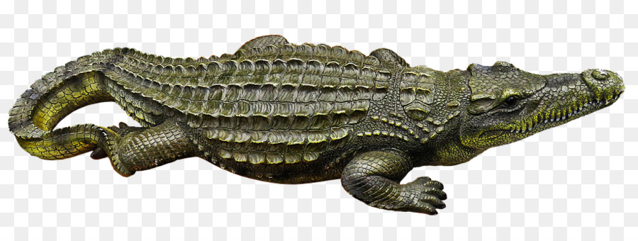 Nile crocodile Alligator Ophidiophobia - crocodrile png download - 919*340 - Free Transparent Crocodile png Download.