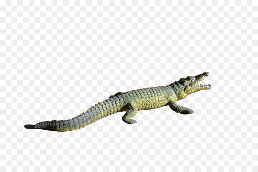 Alligator Crocodiles - Alligator Transparent PNG png download - 4928*3264 - Free Transparent Crocodiles png Download.