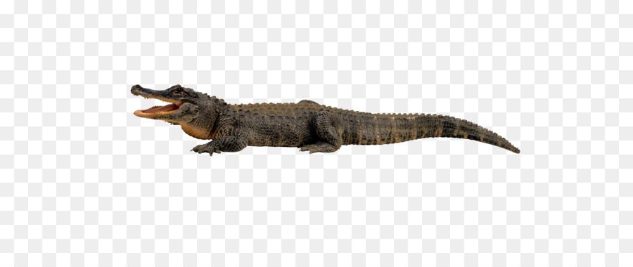 Nile crocodile Alligator Clip art - Crocodile PNG png download - 4140*2407 - Free Transparent Crocodile png Download.