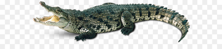 Crocodile Alligator Gharial Caiman - Crocodile PNG png download - 2470*700 - Free Transparent Crocodile png Download.