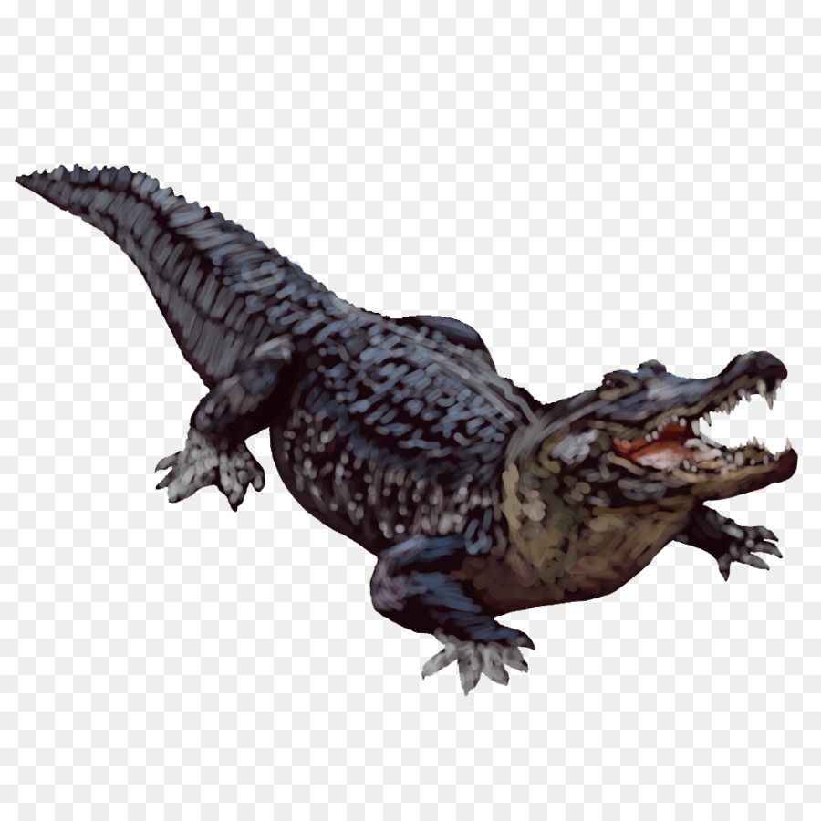 American alligator Crocodiles - Alligator Transparent Background png download - 1000*1000 - Free Transparent Crocodile png Download.