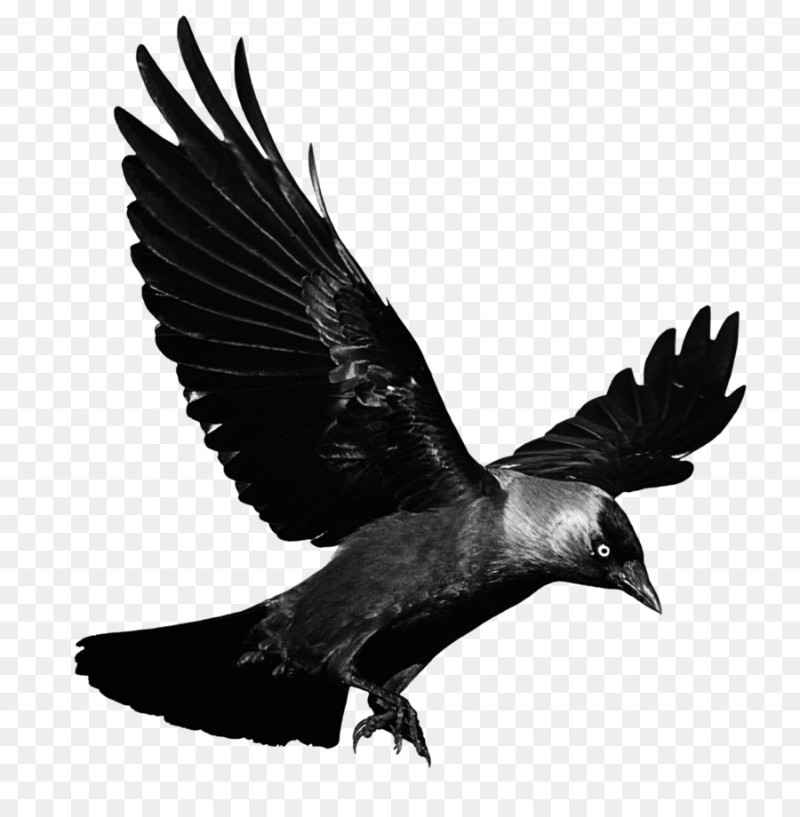 Crows Flight Clip art - Raven Flying Transparent Background png download - 1024*1036 - Free Transparent Common Raven png Download.