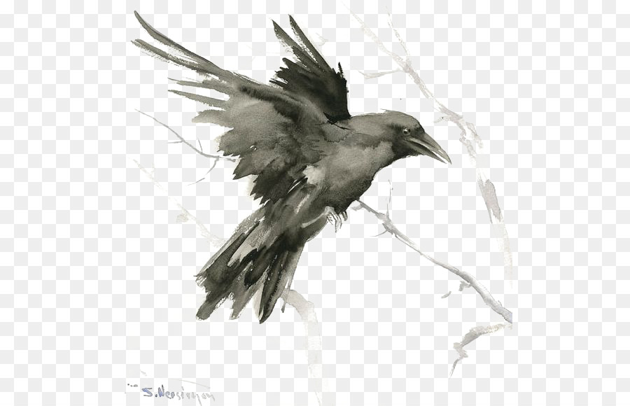 Common raven Bird Tattoo Drawing Art - crow png download - 564*580 - Free Transparent Common Raven png Download.