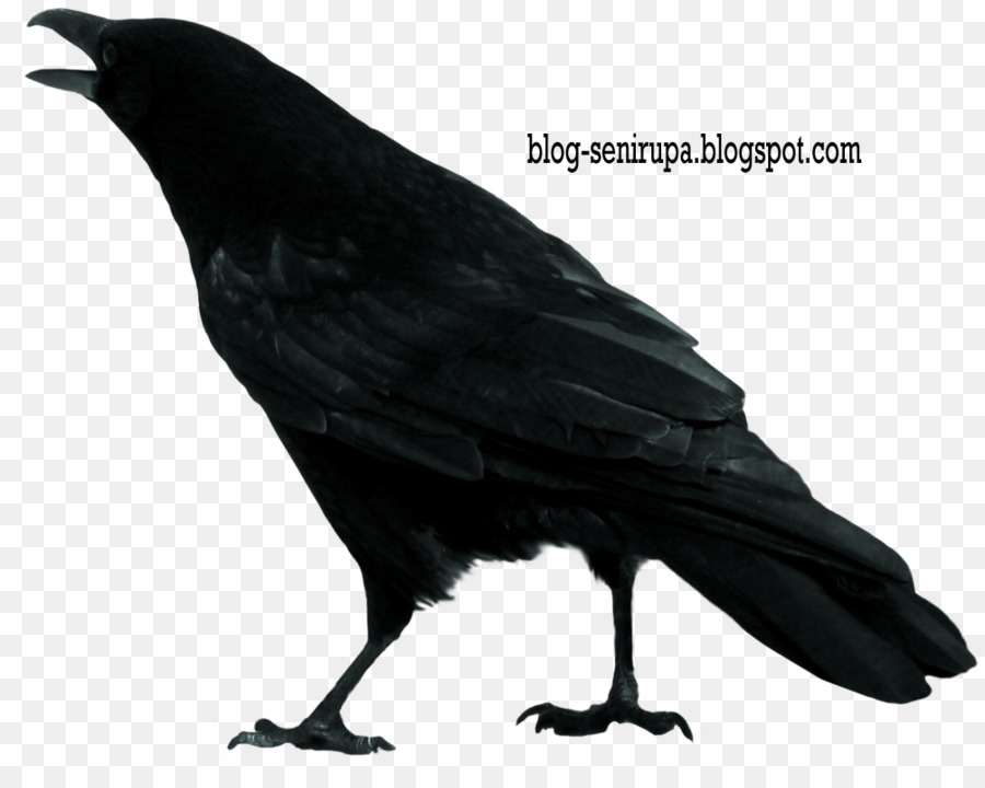 Crow Clip art - crow png download - 1004*796 - Free Transparent Crow png Download.