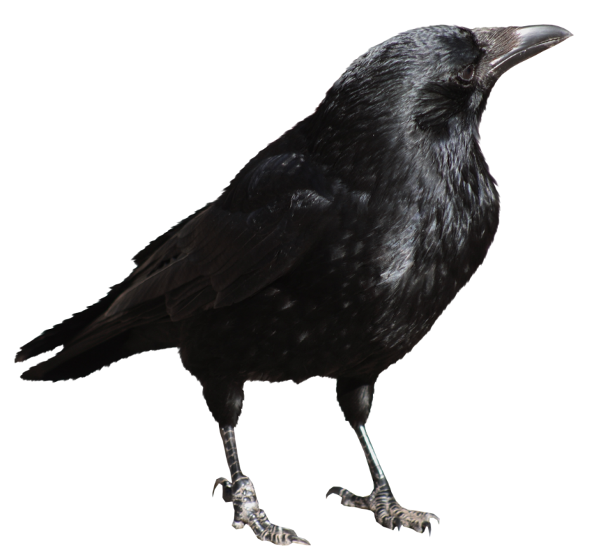 Bird Clip art - Crow Transparent PNG Picture png download - 840*785 ...