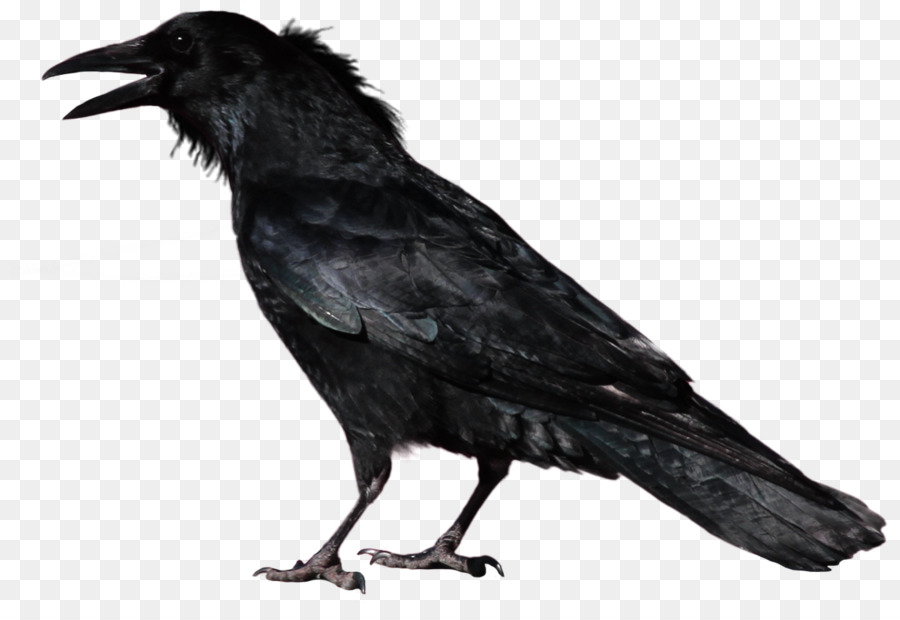 Common raven Portable Network Graphics Crow Transparency Image - crow png download - 878*603 - Free Transparent Common Raven png Download.