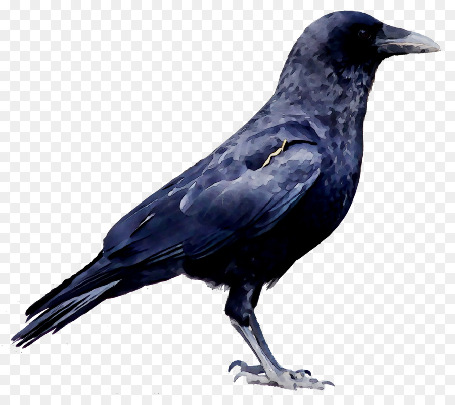 Portable Network Graphics Clip art Image Crow Transparency -  png download - 1935*1697 - Free Transparent Crow png Download.