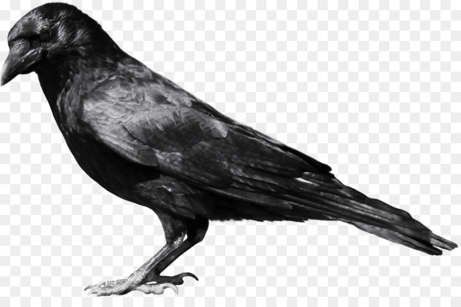 Crows Clip art - black background png download - 1106*715 - Free Transparent Crows png Download.