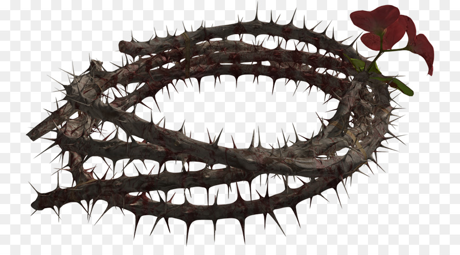 Crown of thorns Thorns, spines, and prickles - Thorns CROWN png download - 800*485 - Free Transparent Crown Of Thorns png Download.