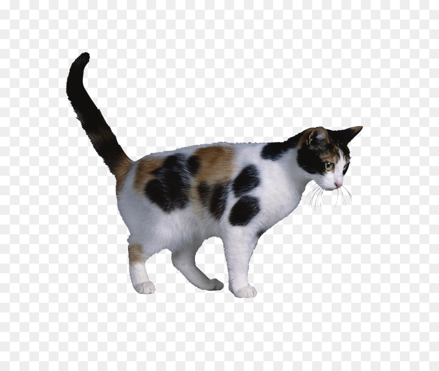 Calico cat X chromosome Cat coat genetics X-inactivation - Cute cat png download - 750*750 - Free Transparent Cat png Download.