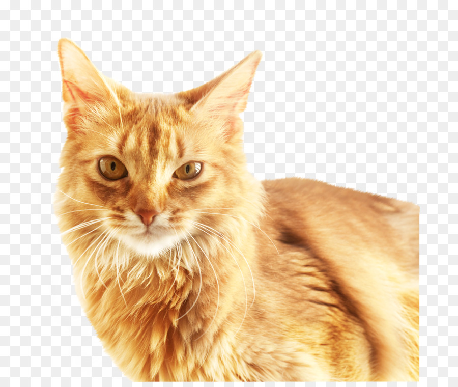 Cat Download Software - Cute cat png download - 750*750 - Free Transparent Cat png Download.