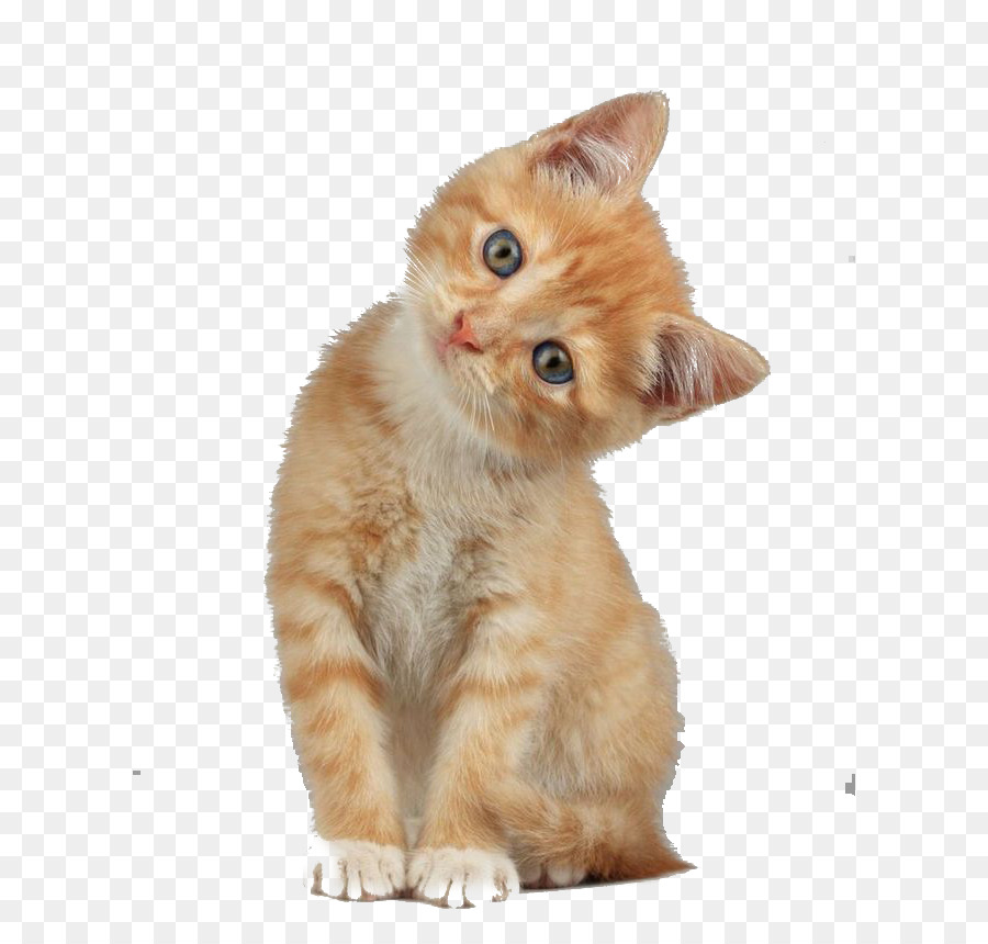 Scottish Fold Munchkin cat Kitten Dog - Creative cute cat head tilt png download - 658*853 - Free Transparent Scottish Fold png Download.