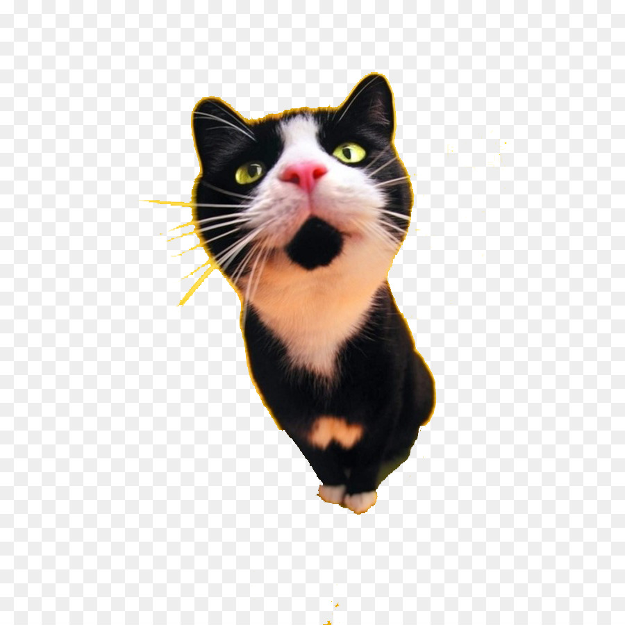 Cat food Dog Black cat Tattoo - Cute cat png download - 600*900 - Free Transparent Cat png Download.