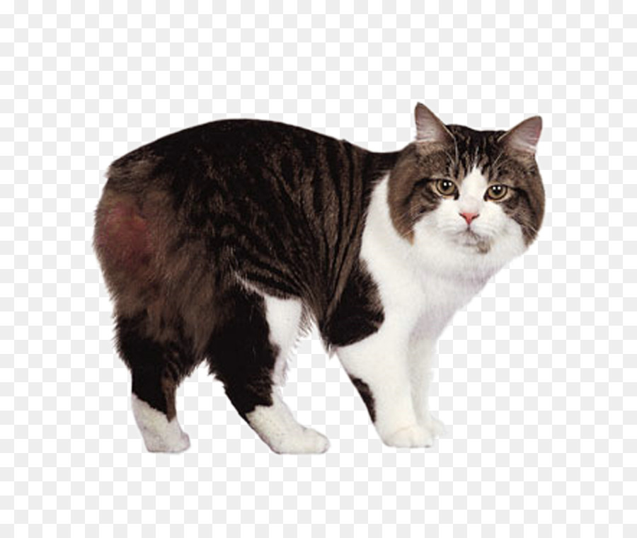 Cymric cat Manx cat Cornish Rex Maine Coon Ragdoll - Cute cat png download - 750*750 - Free Transparent Cymric Cat png Download.