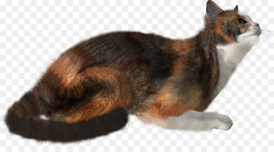 Cat Kitten Felidae Clip art - cute cat png download - 1427*770 - Free Transparent Cat png Download.
