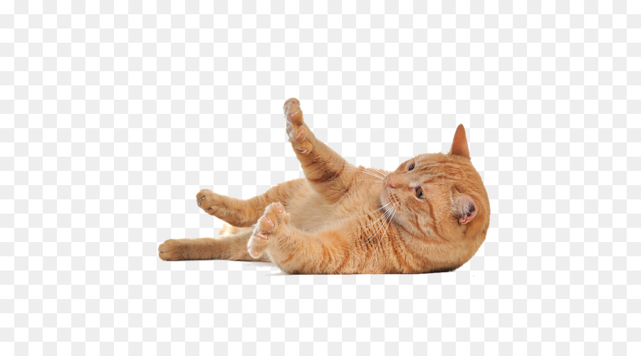 Cat Download Clip art - Cute cat png download - 600*500 - Free Transparent Cat png Download.