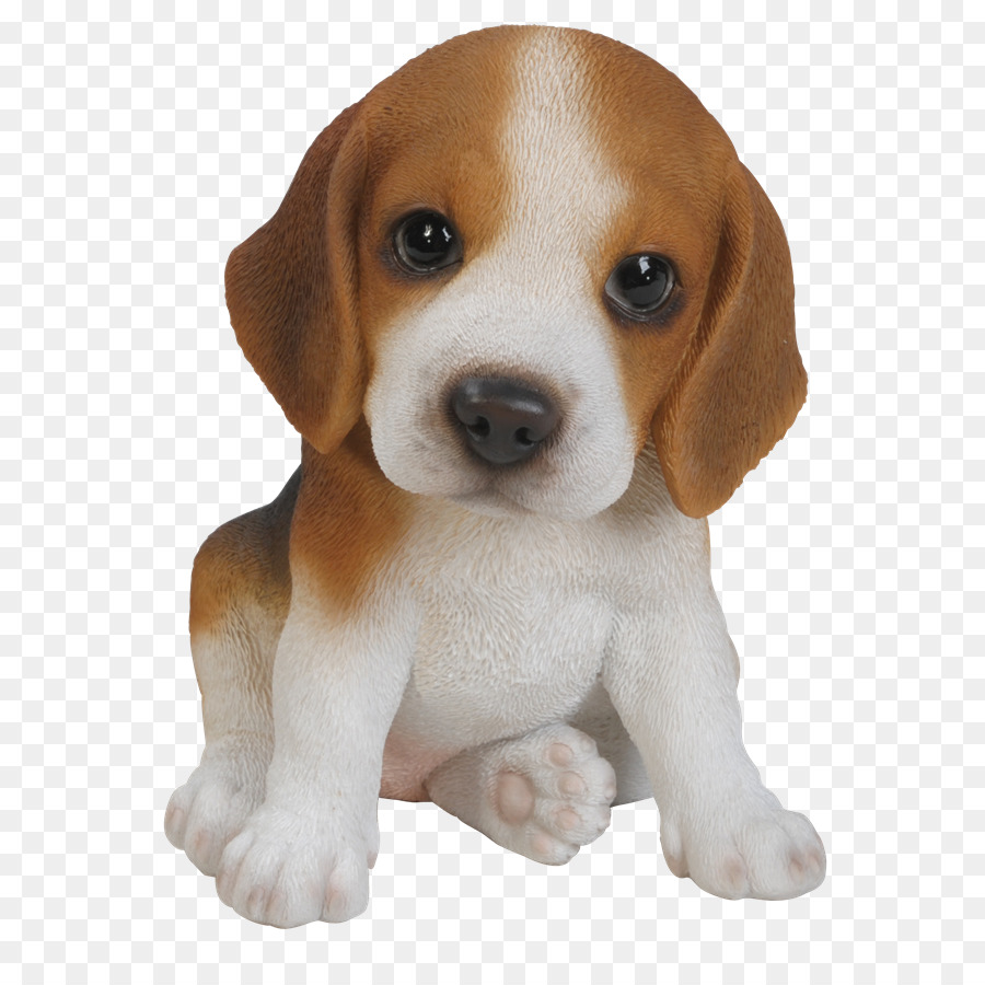 Beagle Puppy Harrier Yorkshire Terrier Pug - cute dog png download - 709*900 - Free Transparent Beagle png Download.