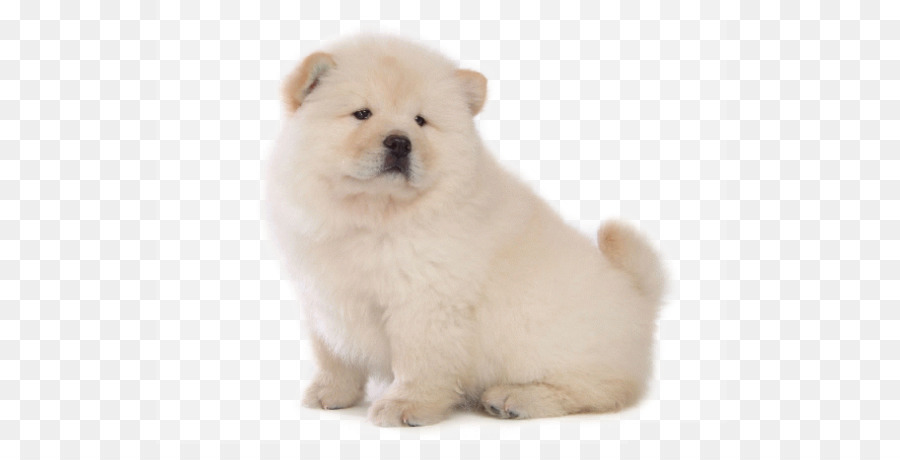 Chow Chow Yorkshire Terrier Puppy Dog breed Dog type - Cute Chow Chow png download - 588*444 - Free Transparent Chow Chow png Download.