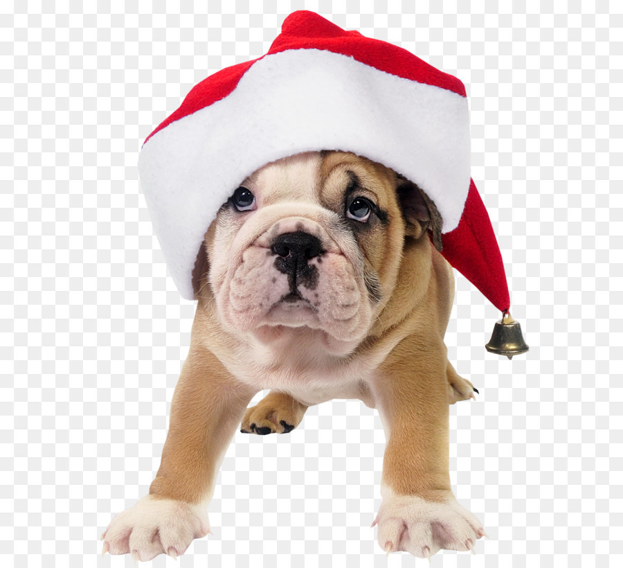French Bulldog Toy Bulldog Santa Claus Puppy - Cute Dog with Santa Hat Transparent PNG Picture png download - 976*1230 - Free Transparent  Bulldog png Download.