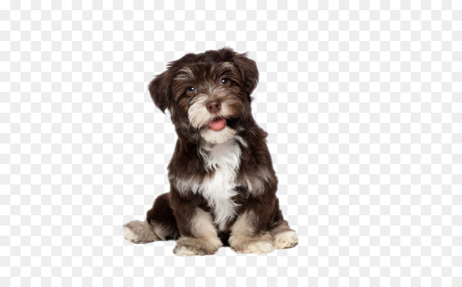 Havanese Bichon Frise Yorkshire Terrier Puppy Cat - Cute dog png download - 750*629 - Free Transparent Havanese Dog png Download.