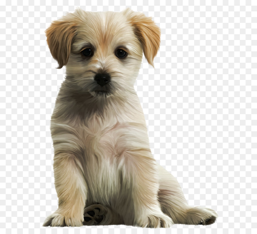 Labrador Retriever Puppy Clip art - Cute Puppy PNG Clipart Image png download - 1319*1628 - Free Transparent Labrador Retriever png Download.
