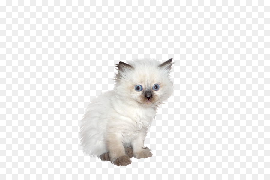 Great Dane Kitten Ragdoll Birman Minuet cat - Cute white dog png download - 600*600 - Free Transparent Great Dane png Download.