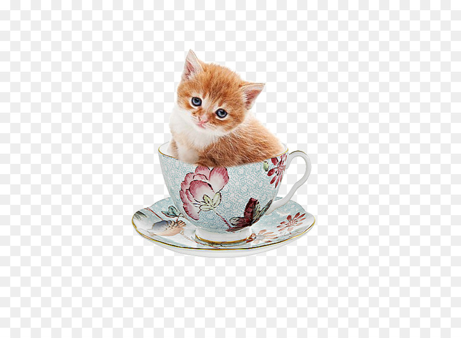 Kitten Pink cat Whiskers - Cute kitten png download - 600*643 - Free Transparent Kitten png Download.