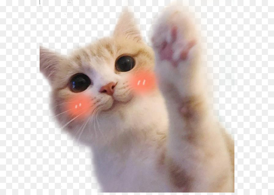 Ragdoll Kitten Hello Kitty Cat food Mouse - Cute cat blush expression bag png download - 640*632 - Free Transparent Ragdoll png Download.