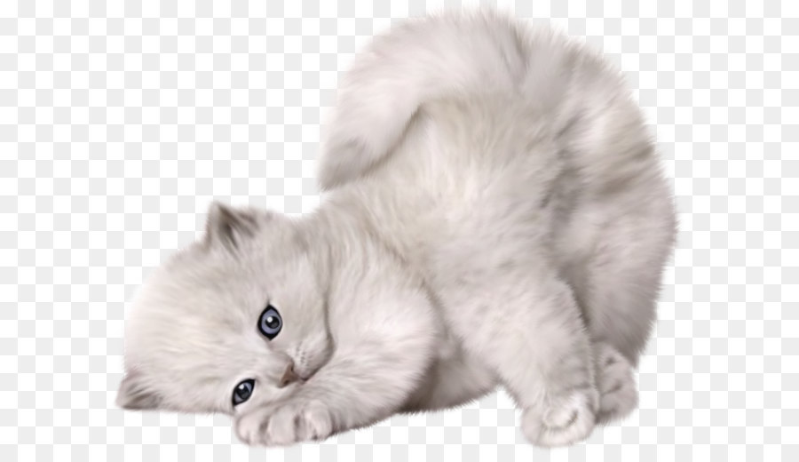 Persian cat Kitten Puppy Cuteness - Large PNG Cute Cat Picture png download - 1400*1107 - Free Transparent Persian Cat png Download.