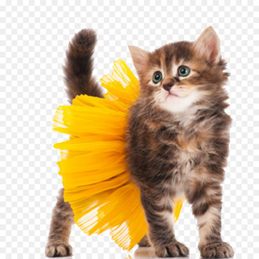Cat Kitten Dog Halloween costume - Cute kitten animal HQ Pictures png download - 1000*1000 - Free Transparent Cat png Download.