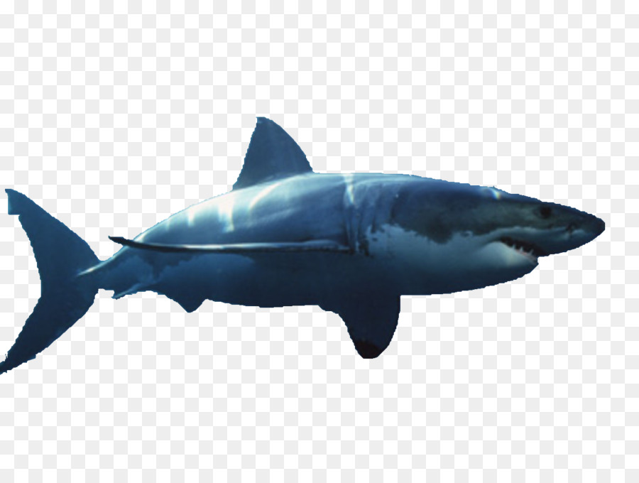 Great white shark Image Hammerhead shark Bull shark - shark fin png tiburon png download - 1280*947 - Free Transparent Shark png Download.
