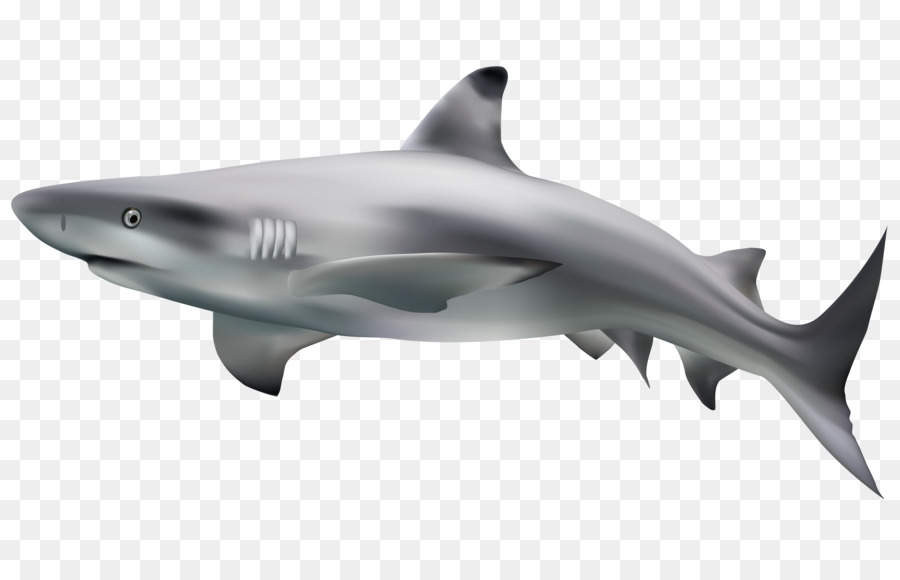 Great white shark Clip art - Shark material png download - 7000*4399 - Free Transparent Shark png Download.