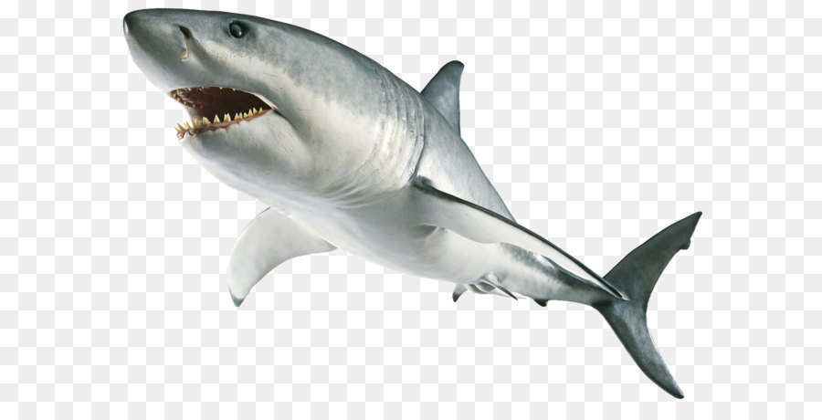 Great white shark Tiger shark - Shark PNG png download - 1440*988 - Free Transparent Shark png Download.