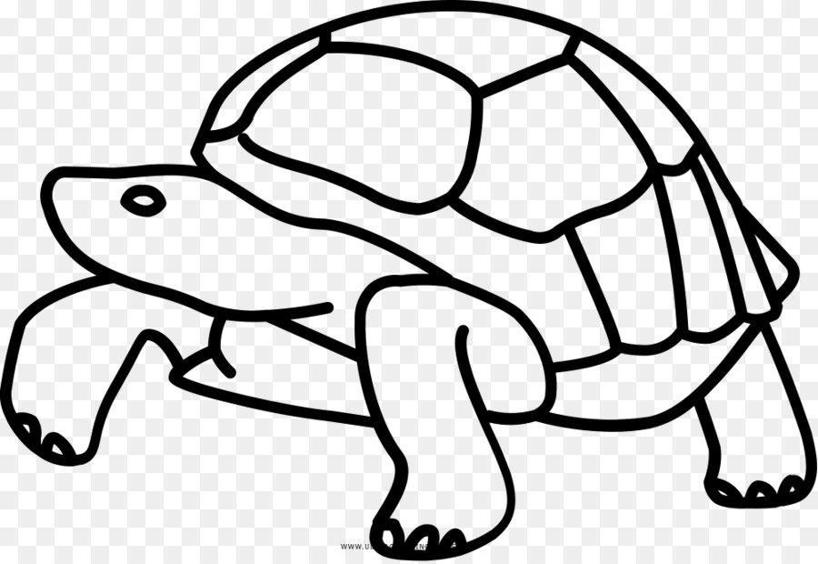 Galápagos Islands Tortoise Turtle Drawing Clip art - turtle png download - 1000*686 - Free Transparent Galapagos Islands png Download.
