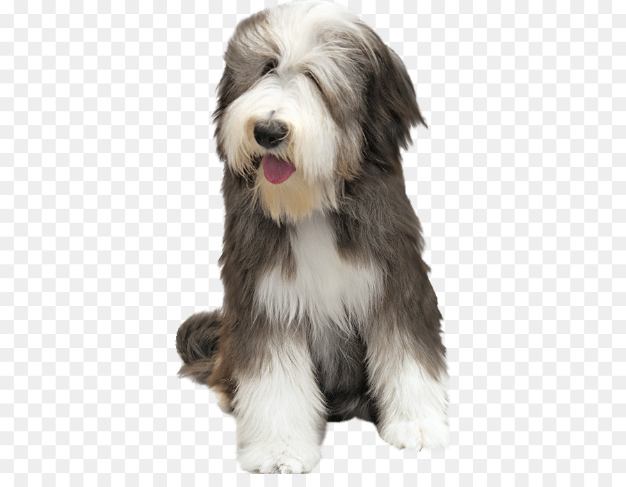 Rough Collie Bearded Collie Puppy Dachshund Border Collie - puppy png download - 395*681 - Free Transparent Rough Collie png Download.