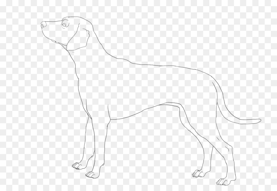 Dalmatian dog Italian Greyhound Whippet Line art Drawing - color spots png download - 900*610 - Free Transparent Dalmatian Dog png Download.